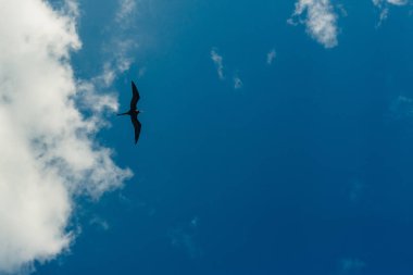 Karayip Fırkateyn tropikal deniz yüksek gökyüzüne uçan kuş.