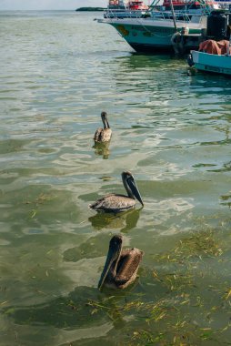 Holbox, Meksika sahillerinin turkuaz sularında pelikan.