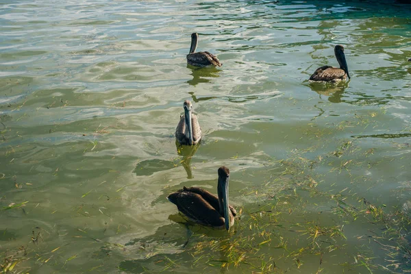 Пеликан в бирюзовых водах пляжей Холбокса, Мексика — стоковое фото