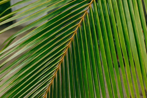 Striped of palm leaf, Abstract green texture from nature background — Stock Photo, Image