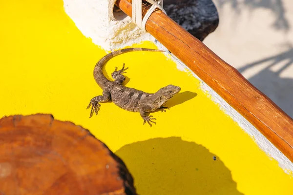 Sarı zeminde iguana — Stok fotoğraf