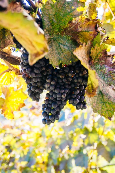Kék szőlő naplementekor ősszel szőlő — Stock Fotó