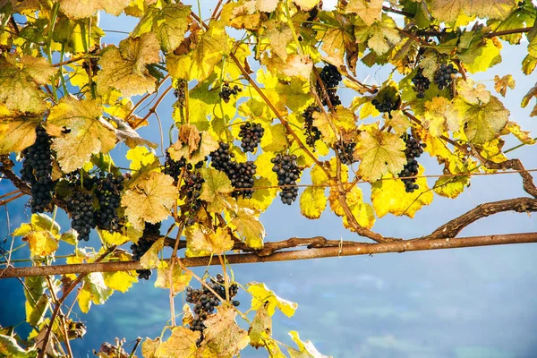 Blue grapes at sunset in autumn vineyard — Stock Photo, Image