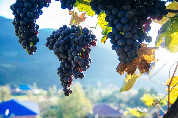 Kék szőlő naplementekor ősszel szőlő — Stock Fotó