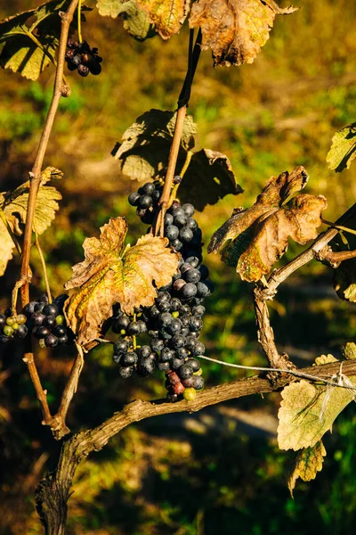 Uvas azuis ao pôr-do-sol na vinha do Outono — Fotografia de Stock