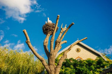 Beyaz leylekleri taklit eden yapay kopyalar, bir direğe monte edilmiş ve ağaç dallarından bükülmüş büyük bir yuva.