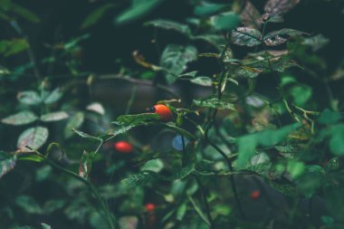 Crataegus monogyna 'nın kırmızı meyvesi, şahin veya tek tohumlu şahin dikeni olarak bilinir..