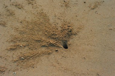 Beyaz kumsaldaki tüylü yengeç deliği, kumsaldaki yengeç delikleri, hayalet yengecin evi..