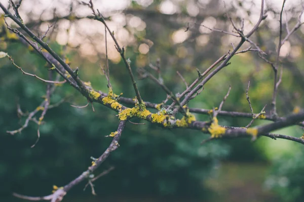Ağaç Dalındaki Yeşil Yosunların Soyut Ayrıntıları Makro Görünüm — Stok fotoğraf