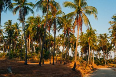 Vahşi, uzun, yeşil palmiyeler. Tayland Phuket Adası. Yaz sabahı vakti. Peyzaj görünümü.