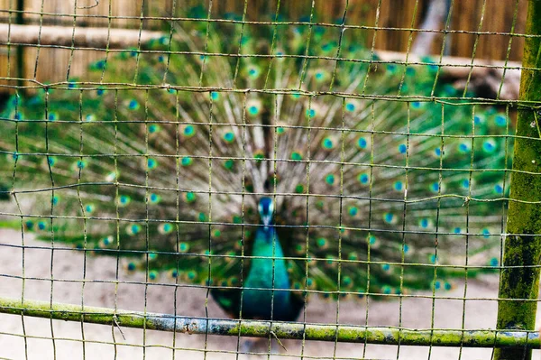 Muž Peacock Předvádí Své Krásné Ocasní Peří — Stock fotografie