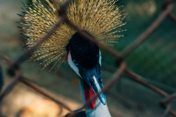 Таиланд Пхукет Парк Птиц Портрет Коронованного Журавля — стоковое фото