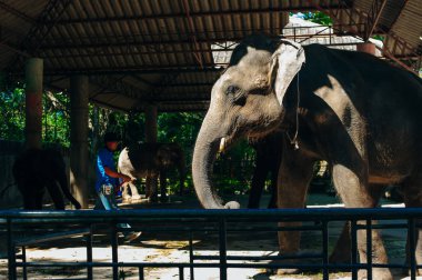 Kamptaki büyük Asya fili. Tayland 'a seyahat için gelen turist fil ailesini görmek istiyor.