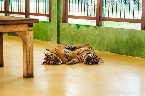 Phuket Thailand November 2019 Dies Ist Das Tigerreich Phuket Eine — Stockfoto