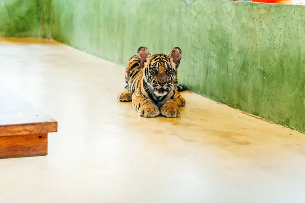 Phuket Tailândia Novembro 2019 Este Reino Tigre Phuket Onde Atração — Fotografia de Stock