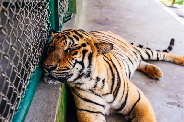 Phuket Thailand November 2019 Detta Tigerriket Phuket Där Turistattraktion Med — Stockfoto