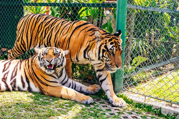 Phuket Tailândia Novembro 2019 Este Reino Tigre Phuket Onde Atração — Fotografia de Stock