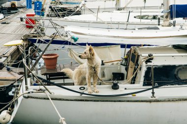 Chania Limanı. Tekneli güzel Venedik limanı.