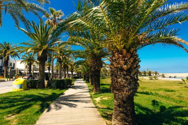 Yunanistan 'ın Rethymno kentindeki sahil şeridi boyunca palmiye ağaçları olan turistik cadde.