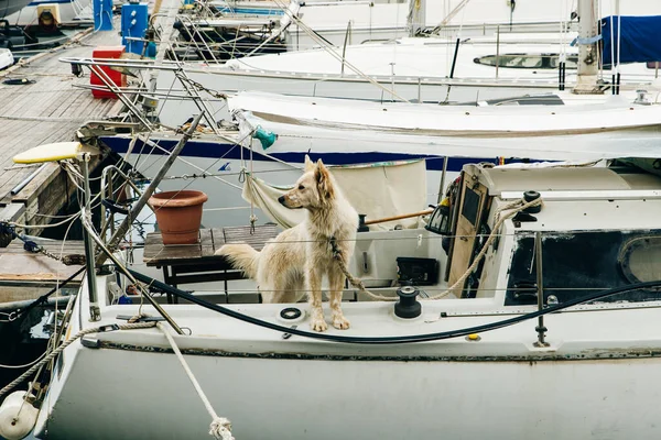 Chania Limanı. Tekneli güzel Venedik limanı.