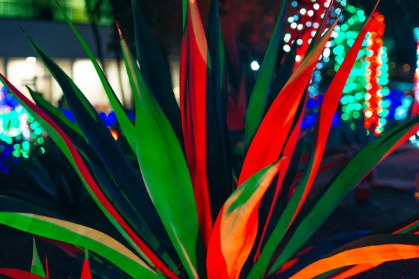 植物サボテンガーデンラスベガス 2019年12月サボテンのカラフルな光のディスプレイ — ストック写真