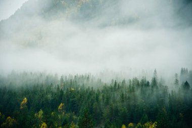 Spruce Ormanı 'na sahip nemli manzara hipster klasik retro tarzı..