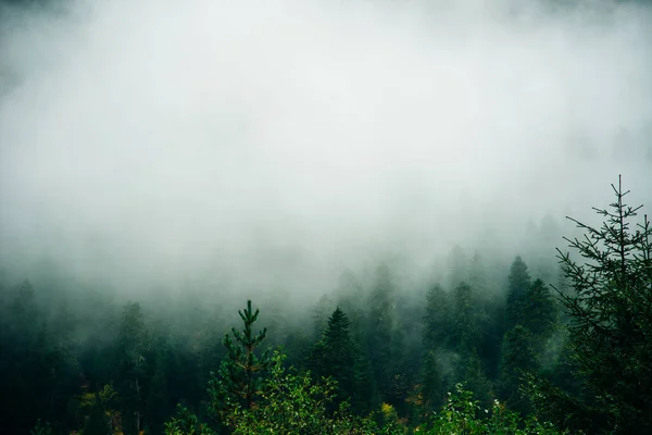 Mglisty Krajobraz Lasem Świerkowym Stylu Retro Hipsterskim — Zdjęcie stockowe