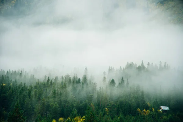 Туманный Пейзаж Еловым Лесом Стиле Ретро Хипстеров — стоковое фото
