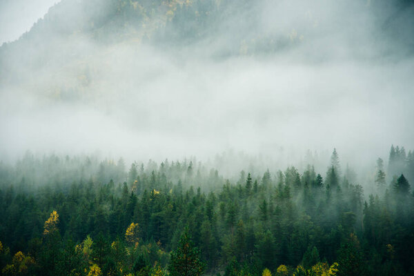 Misty landscape with spruce forest in hipster vintage retro style.