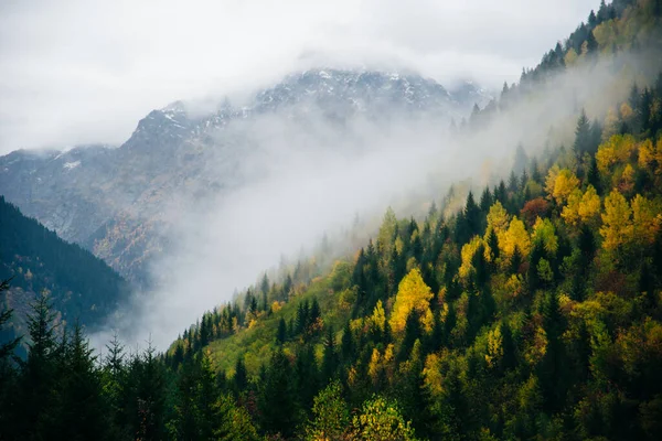 Paysage Sinistre Avec Forêt Épinettes Dans Style Rétro Vintage Hipster — Photo