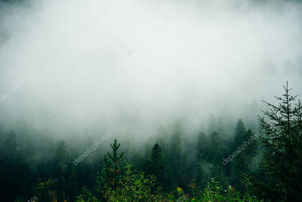 Misty landscape with spruce forest in hipster vintage retro style.
