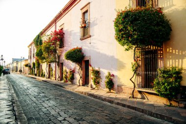 Güneşli bir yaz gününde kaldırım taşlarıyla, ağaçlarla kaplı güzel bir cadde..