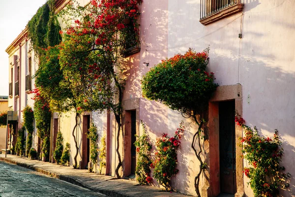 Güneşli bir yaz gününde kaldırım taşlarıyla, ağaçlarla kaplı güzel bir cadde..