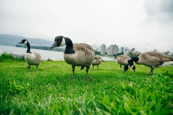 Гуси Канады Едят Травы Парке Конкорд Фальс Крик Ванкувере Британская — стоковое фото