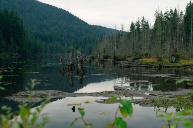 Alouette Gölü, Golden Ears İl Parkı, British Columbia, Kanada.