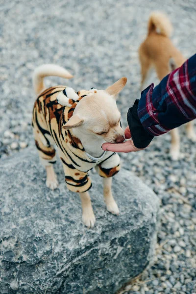Щенок Чихуахуа Жёлтом Костюме Тигра — стоковое фото