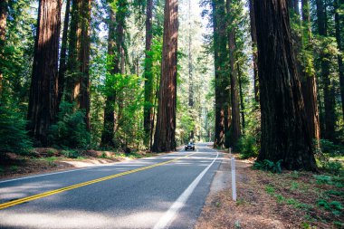 Yazın Sekoya Ağaçları Arasında Açık Yol Düz ve Boş.