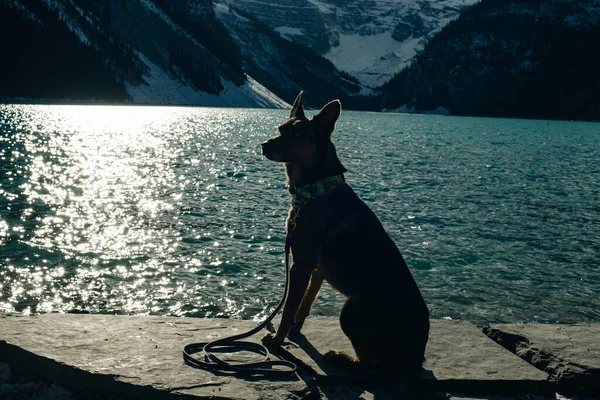 Portrait Young German Shepherd Lake Louise Banff National Park Canada — Stock Photo, Image