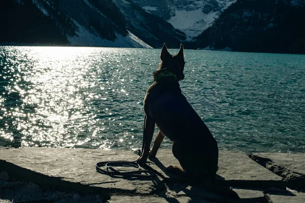 Portrait Young German Shepherd Lake Louise Banff National Park Canada — Stock Photo, Image