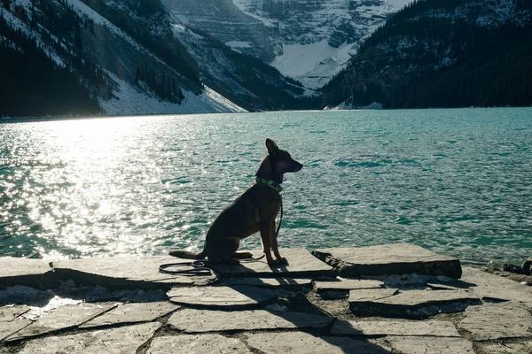 Portrait Young German Shepherd Lake Louise Banff National Park Canada — Stock Photo, Image