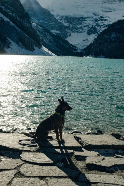 Portrait Young German Shepherd Lake Louise Banff National Park Canada — Stock Photo, Image