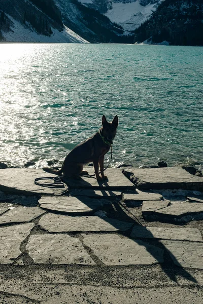 Portrait Young German Shepherd Lake Louise Banff National Park Canada — Stock Photo, Image