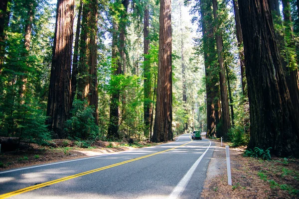 Open Road Redwood Trees Straight Empty Summertime — 스톡 사진