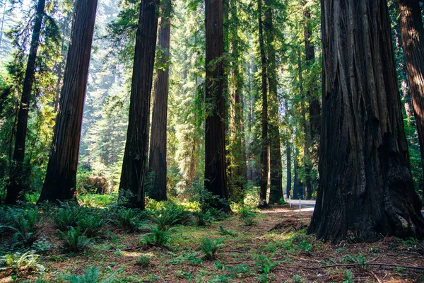 Otwarta Droga Przez Redwood Drzew Proste Puste Okresie Letnim — Zdjęcie stockowe