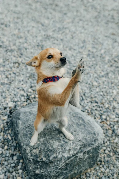 Mały Szczeniak Chihuahua Stojący Tylnych Nogach Kamieniu — Zdjęcie stockowe