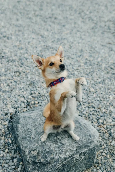 Kleiner Chihuahua Welpe Steht Auf Hinterbeinen Auf Dem Stein — Stockfoto