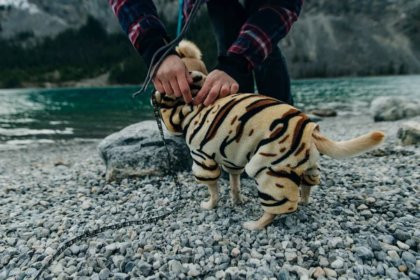 Chihuahua Puppy Wearing Yellow Tiger Suit — Stock Photo, Image