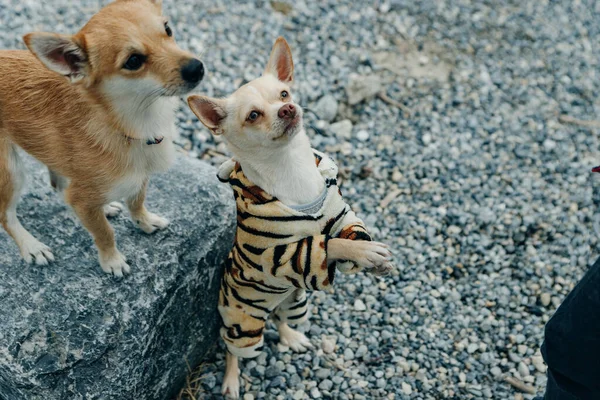 Chihuahua Cachorro Con Traje Tigre Amarillo — Foto de Stock