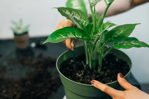 Trädgårdsmästare Hand Plantera Blommor Kruka Med Smuts Eller Jord — Stockfoto