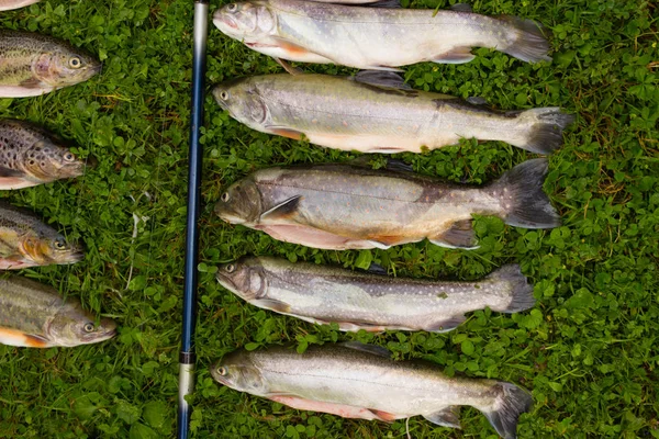 Крупним планом форель риба і рибальський стрижень — стокове фото